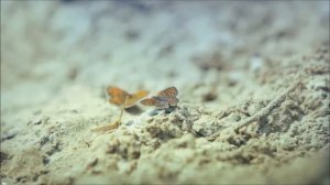 Павел Антипин - Птица певчая