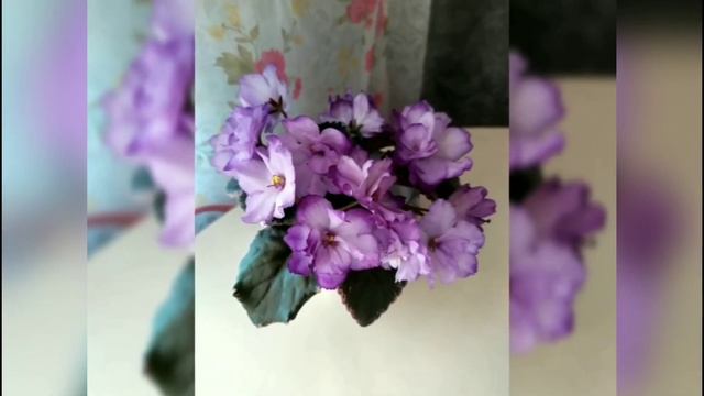 УХОД ЗА ФИАЛКАМИ В ДОМАШНИХ УСЛОВИЯХ.