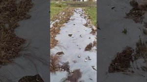 Мои эксперименты и ошибки выращивания ивы сортовой (Американка гигантская и корзиночная)