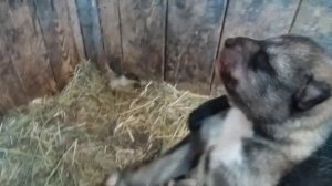 волкособы. щенки волчица + маламут