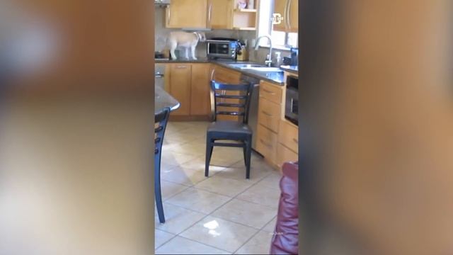 Эти забавные животные #5минутсмеха смотреть онлайн