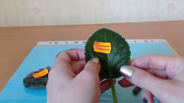 Новые сорта в коллекции!!! смотреть онлайн