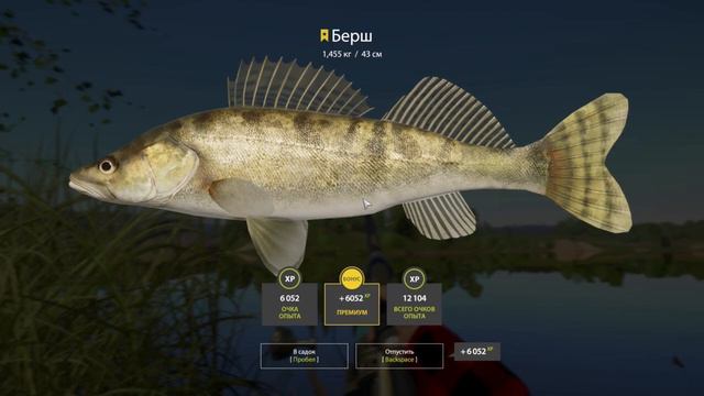 Русская рыбалка 4 / р. Сура / Берш (трофей) 2 штуки на живца смотреть онлайн