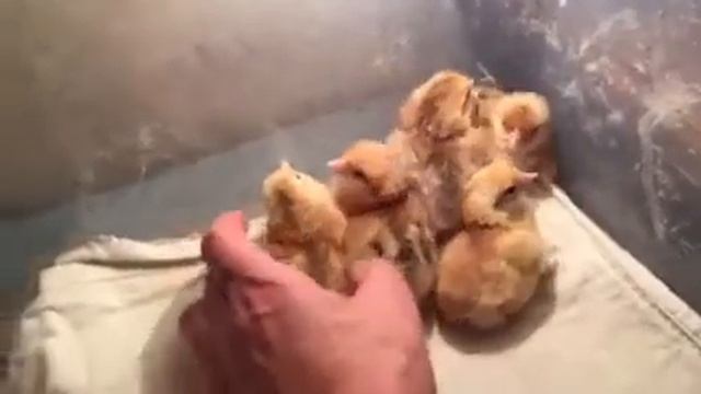 Определение пола цыплят
