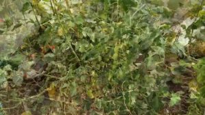 Черри Доктор Фростед