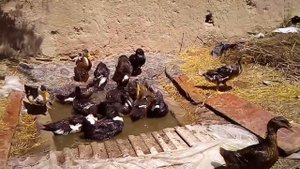 Башкирские утки в 1,5 месяца.