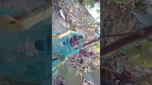 Универсальный сорт винограда Ватра ремонтантный,морозостойкий,урожайный но чуть, негатива есть