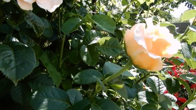 Роза Полька.Замечательная плетистая роза. смотреть онлайн