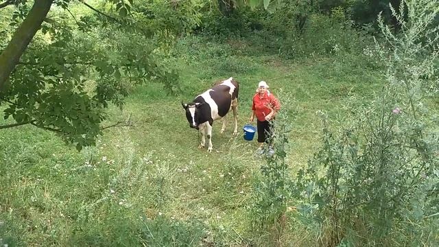 БАБУШКА ДОИТ КОРОВУ смотреть онлайн