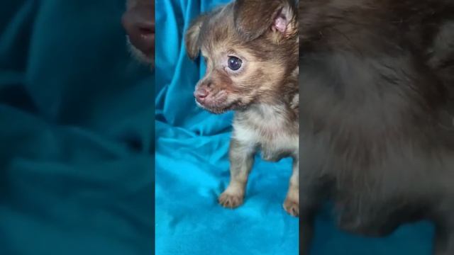 Funny long-haired toy terrier puppy boy. / Забавный щенок длинношерстного той-терьера мальчик.