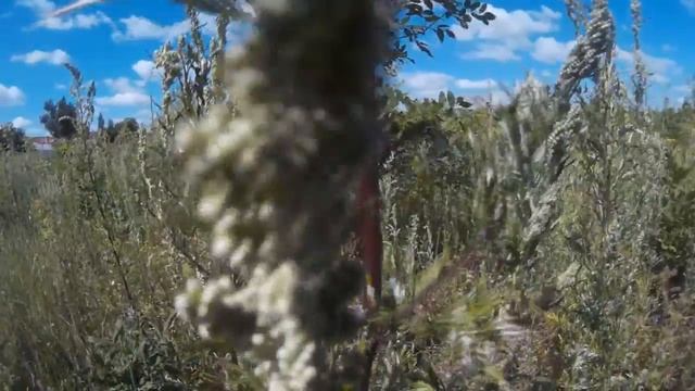 Полынь обыкновенная или чернобыльник (растения полезные и ядовитые для кроликов) смотреть онлайн