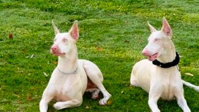 ЖИВОТНЫЕ АЛЬБИНОСЫ, из-за ЧЕГО ЭТО ПРОИСХОДИТ? смотреть онлайн