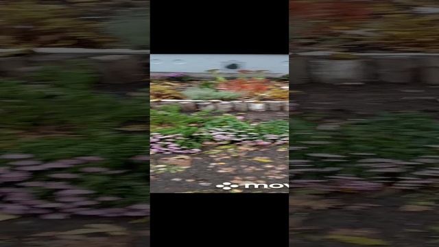 А цветы всё цветут!