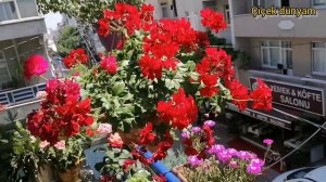 Balkon çiçeklerim sabah keyfi my balcony flowers sardunya atlas çiçeği begonvil petunya kaktüs