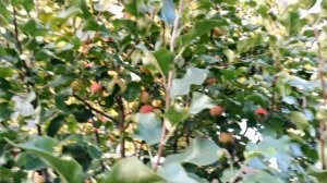 Собираю яблоки домашние в Сибири. СУПЕР урожайные яблони ЛОЙКО и ЧУДНОЕ!