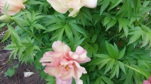 Пионы.Ито-гибрид  Джулия Роуз во время Жары.Июнь 2023г.