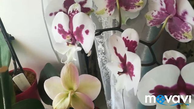 Орхидеи! Какие сорта фаленопсисов цветут дольше,а какие нет? мои наблюдения смотреть онлайн