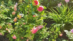 Роза Джубили Селебрейшен (Jubilee Celebration® AUShunter 2002)