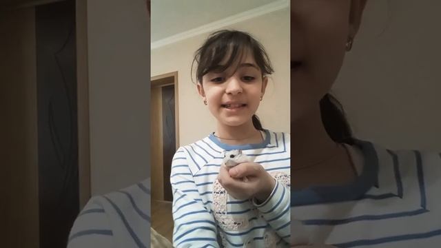 Что можно и нельзя джунгарским хомякам и хомякам кэмбола?