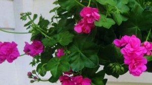 Почему листья пеларгонии теряют упругость,желтеют, загнивают и опадают?