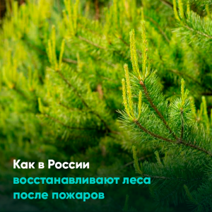 Как в России восстанавливают леса после пожаров