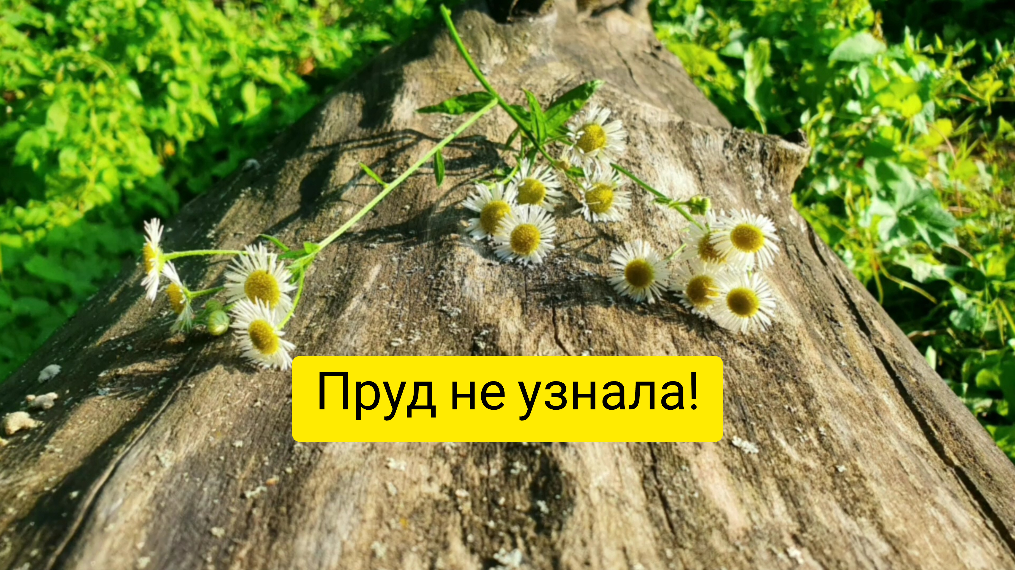 Пошла на пруд и пчела ужалила!?_?Фотосессия!?Цыплят вынесли на улицу греться.??