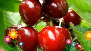 Вишнево-черешневый гибрид Чудо-вишня. Краткий обзор, описание характеристик, где купить саженцы