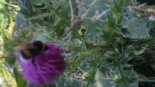 Шмелиха Иха сентябрь 2021 смотреть онлайн