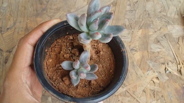 || PACHYVERIA GLAUCA  ‘ LITTLE JEWEL ‘ || смотреть онлайн