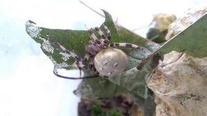 Паук крестовик луговой в терариуме(2)