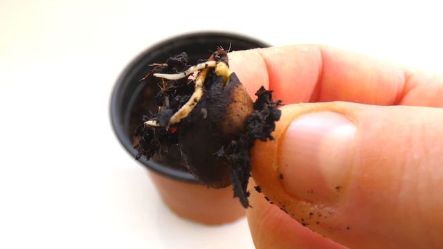 Germinar NÍSPERO de Forma Natural y Tener Nísperos Frescos y Ecológicos | TIPS | Loquat | Medlar смотреть онлайн