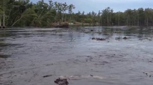 Карстовая воронка заглатывает деревья