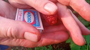 3 сорта малины.