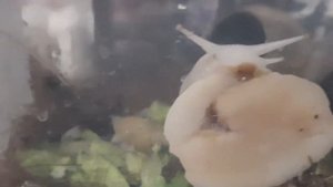 Ахатина/Ахатина Пантера / Ахатина фулика / Улитки / ЗУБЫ АХАТИНЫ