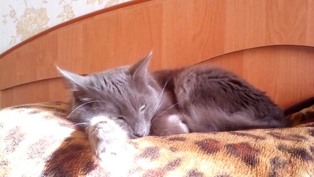 Причины почему кот плохо ест,худеет? смотреть онлайн