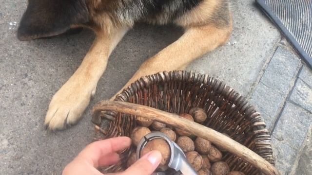 Орехокол алюминиевый. Как пользоваться орехоколом. Что лучше: молоток либо орехокол. Горіхокол.
