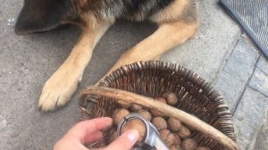 Орехокол алюминиевый. Как пользоваться орехоколом. Что лучше: молоток либо орехокол. Горіхокол.