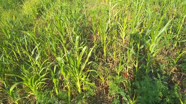 Лисёнок отдыхает в кукурузе!) смотреть онлайн