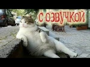 Приколы с котами! Самая смешная озвучка животных 2023! Попробуй не засмеяться! (720p)