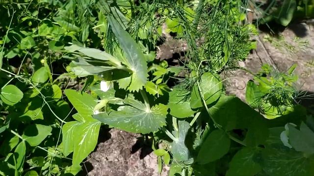 Дед оставляет в земле кочерыжки от капусты и корни помидоров смотреть онлайн