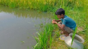 Best Fishing Video 2023 ~ Village Little Boy Catching Big Fish With a Hook in a Village Rice Field