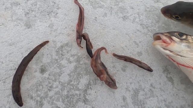 Как добыть вьюна на зимней рыбалке. Лучшая наживка на ленка это вьюн. Наживка на ленка На что ловит смотреть онлайн