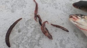 Как добыть вьюна на зимней рыбалке. Лучшая наживка на ленка это вьюн. Наживка на ленка На что ловит