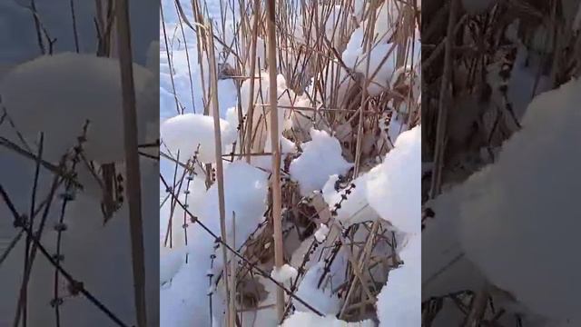 "Первый снег",Рома Жуков поет песню.