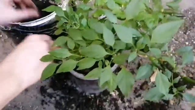 "Огонёк" /?️жгучий красный комнатный горький перец ?️/Пересадка способом перевалки/перцу 2-й год. смотреть онлайн