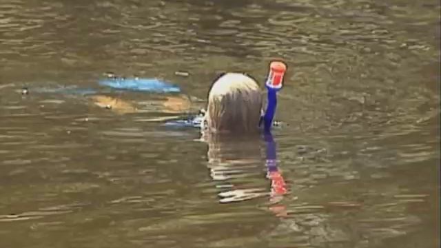 2 - Энциклопедия кладоискателя, зубы мегалодона смотреть онлайн