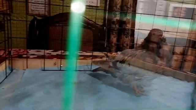 ГОЛУБИ КИТАЙСКИЕ ЧАЙКИ.Продажа осень 2022 г.Питомник Николая Смоленского (Терёшкина). смотреть онлайн