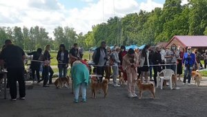 #huskiesterra, #хаски, #сиба Щенок Сиба-Ину впервые на выставке