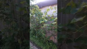 Виноград вдоль забора на своем участке удобно и практично
