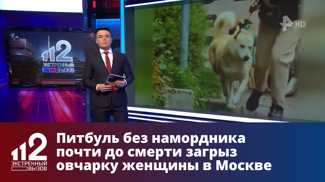 Питбуль без намордника почти до смерти загрыз овчарку женщины в Москве